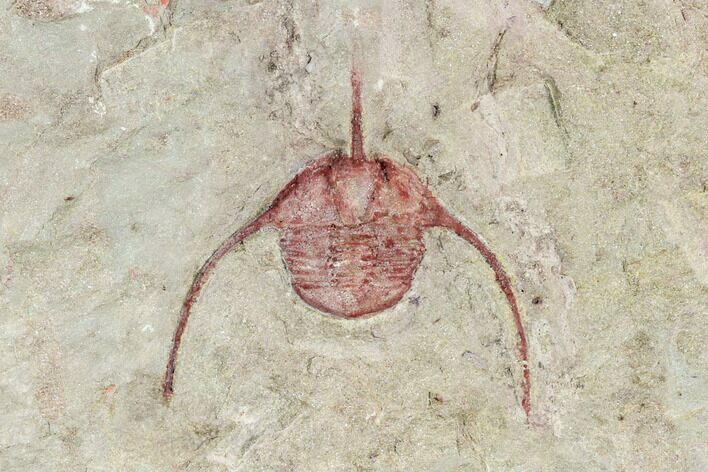 Lonchodomas (Ampyx) Trilobites - Morocco #120746